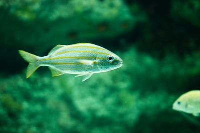 一条绿色鱼的水下摄影